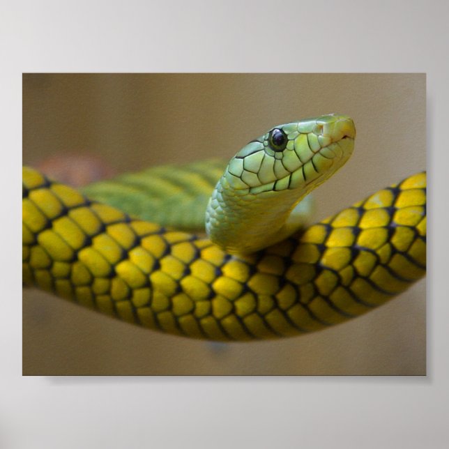 GRÖNT GULT SKALAD SNAKE REPTILE-FOTOGRAFI POSTER (Framsidan)