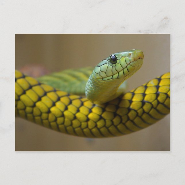GRÖNT GULT SKALAD SNAKE REPTILE-FOTOGRAFI VYKORT (Framsida)