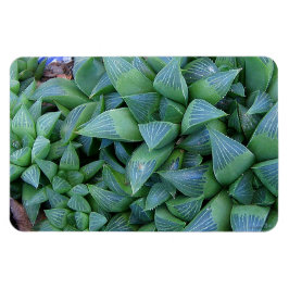 Grönt Haderiia Plants Magnet