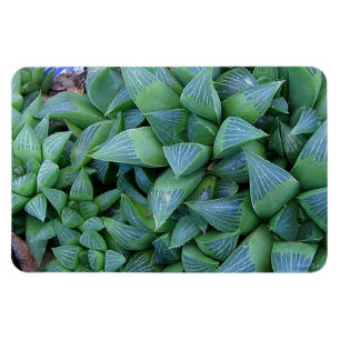 Grönt Haderiia Plants Magnet