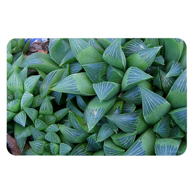 Grönt Haderiia Plants Magnet (Horisontell)
