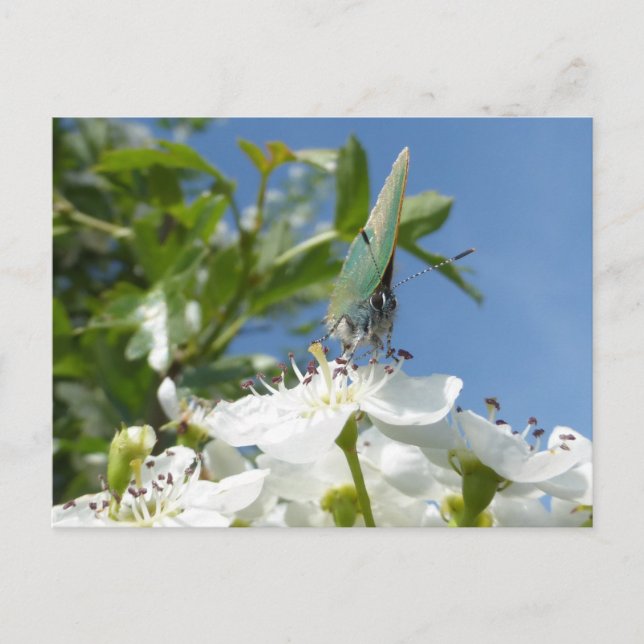 Grönt Hairstreak Butterfly DIY-vykort Vykort (Framsida)