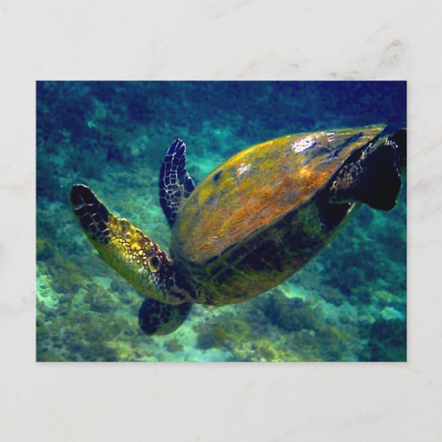 Grönt Havsköldpaddor Vykort (Framsida)