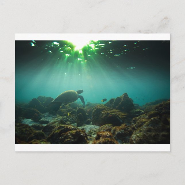 Grönt havsvågsköldpadda under vatten vykort (Framsida)