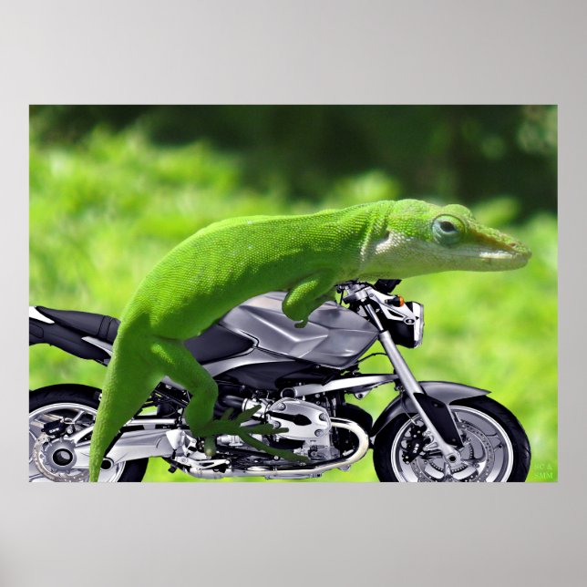 Grönt Hawaiian Gecko Rider Poster (Framsidan)