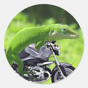 Grönt Hawaiian Gecko Rider Runt Klistermärke