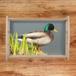 Grönt Headed Mallard Anka Nature Photo Frukostbricka