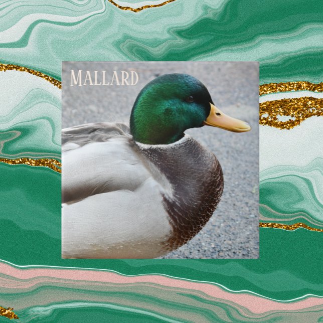 Grönt Headed Mallard Drake Kakelplatta (In Situ)