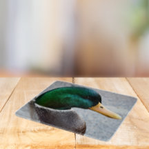 Grönt Headed Mallard Drake Photo