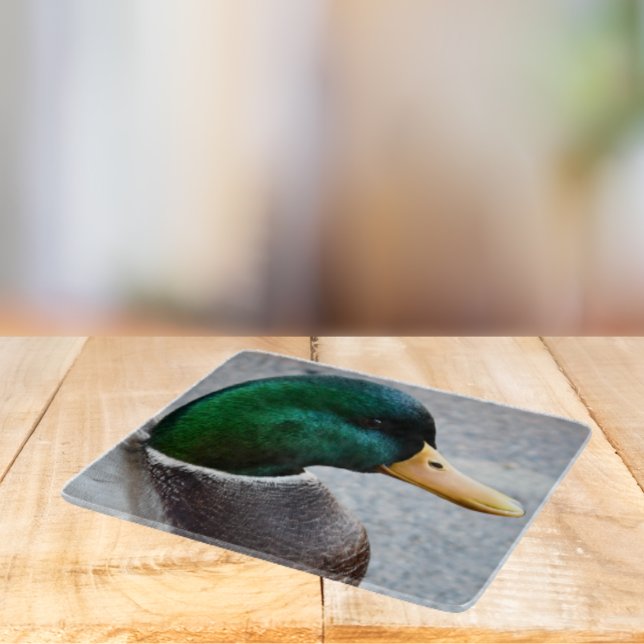 Grönt Headed Mallard Drake Photo (In Situ)