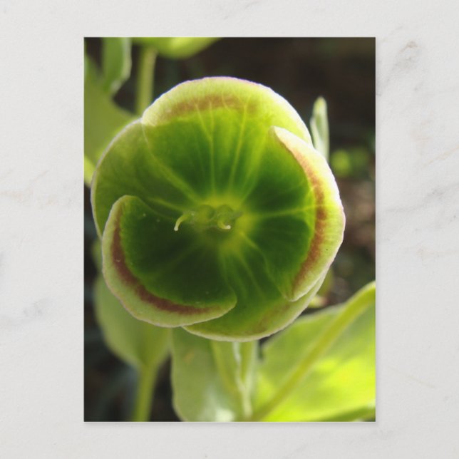 grönt hellebore-blomma vykort (Framsida)