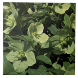 Grönt Hellebore Kakelplatta