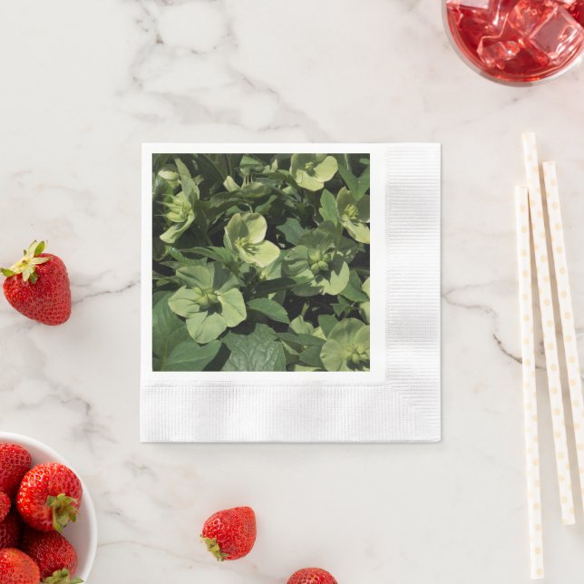 Grönt Hellebore Pappersservett (Insitu)