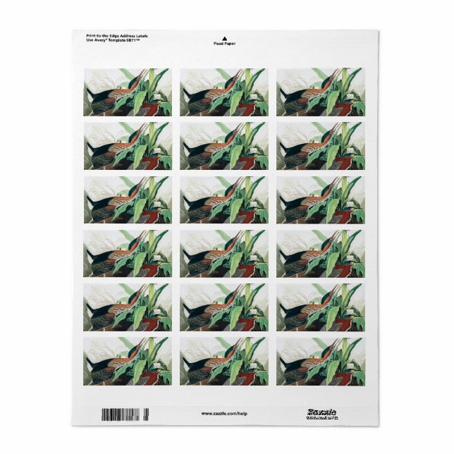 Grönt Heron av John James Audubon Adressetikett (Helt Ark)