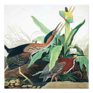 Grönt Heron av John James Audubon Fototryck