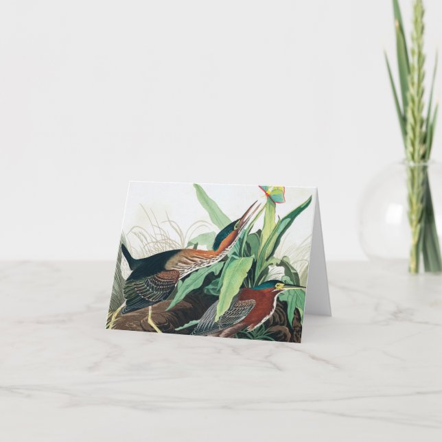 Grönt Heron av John James Audubon Tack Kort (Framsida)