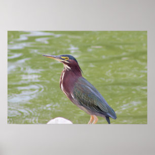 Grönt Heron Bird Photo Poster