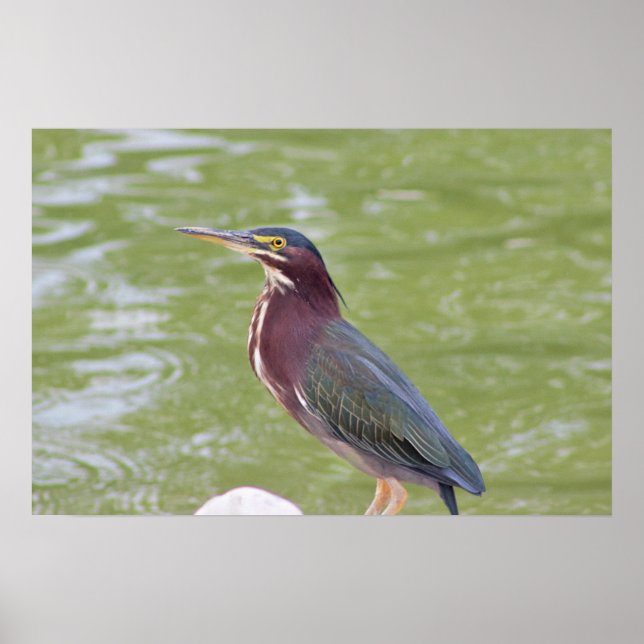 Grönt Heron Bird Photo Poster (Framsidan)