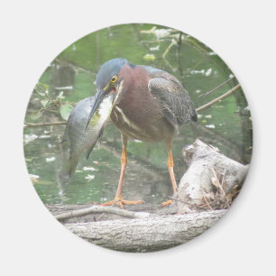 Grönt Heron borta fiskmagnet Magnet