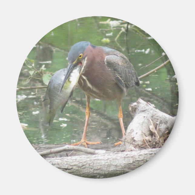 Grönt Heron borta fiskmagnet Magnet (Framsidan)