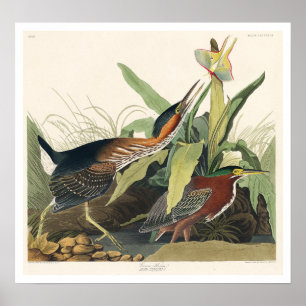 Grönt Heron by Audubon Poster