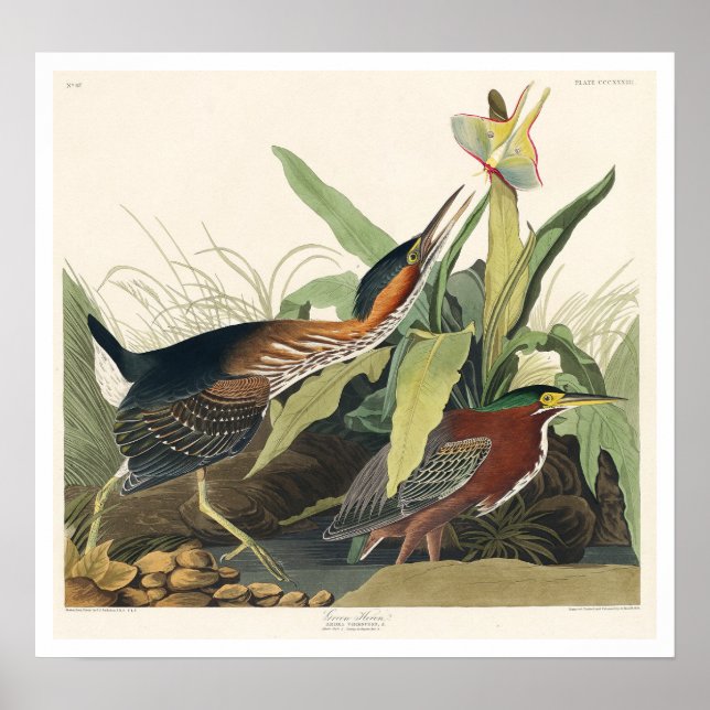 Grönt Heron by Audubon Poster (Framsidan)