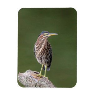 Grönt Heron i en logg Magnet