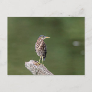 Grönt Heron i en logg Vykort