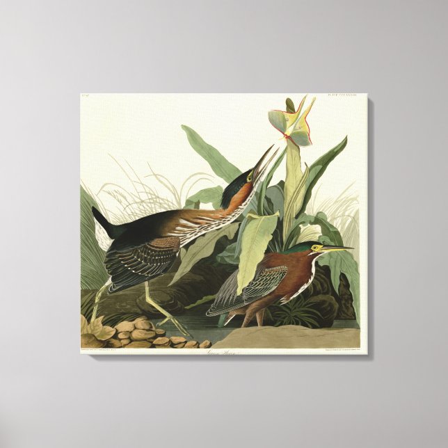 Grönt Heron, John James Audubon's Birds of America Canvastryck (Framsida)