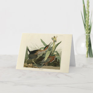 Grönt Heron, John James Audubon's Birds of America Kort