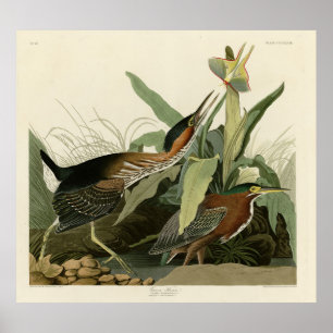 Grönt Heron, John James Audubon's Birds of America Poster