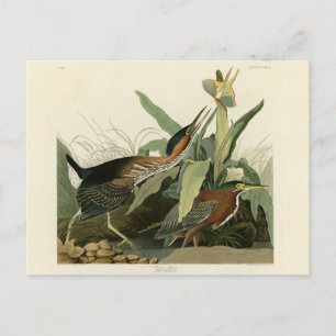 Grönt Heron, John James Audubon's Birds of America Vykort