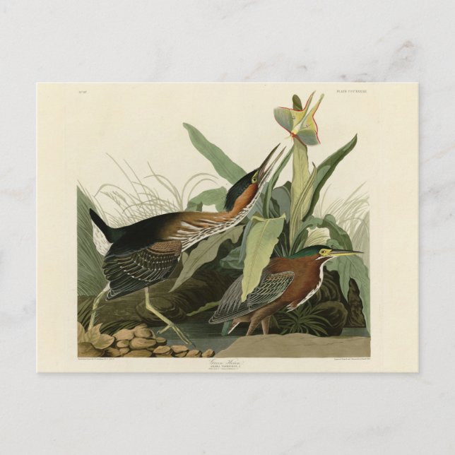 Grönt Heron, John James Audubon's Birds of America Vykort (Framsida)
