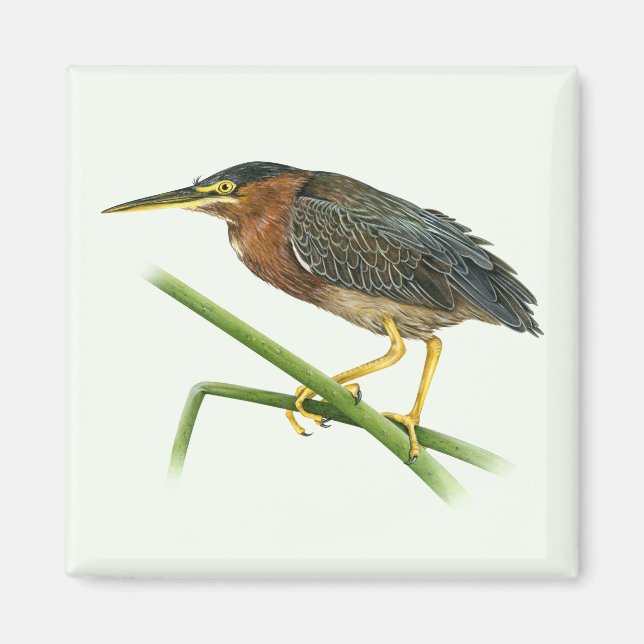 Grönt Heron Magnet (Framsidan)