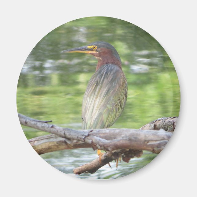 Grönt Heron magnet (Framsidan)