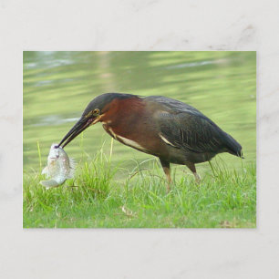 Grönt Heron med vykort för fisk