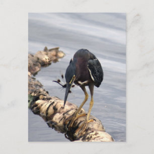 Grönt Heron Photo Postcard Vykort