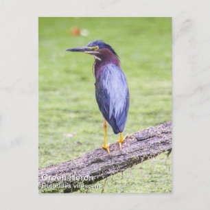 Grönt Heron Vykort