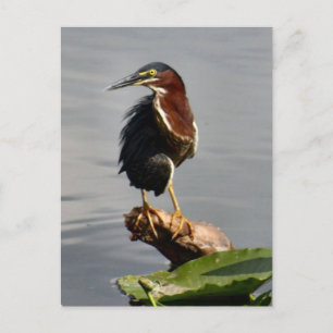 Grönt Heron-vykort Vykort