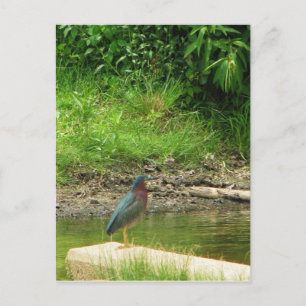 Grönt Heron-vykort Vykort