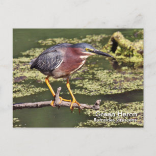 Grönt Heron-vykort Vykort