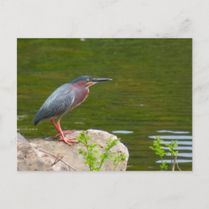 Grönt Heron-vykort Vykort