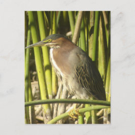 Grönt Heron-vykort Vykort