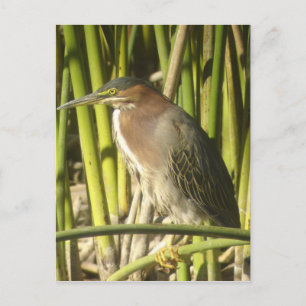 Grönt Heron-vykort Vykort