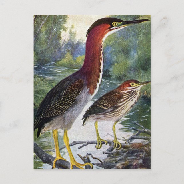Grönt Herons vid Vatten Vykort (Framsida)