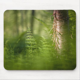 Grönt Horsetail Photo Musmatta