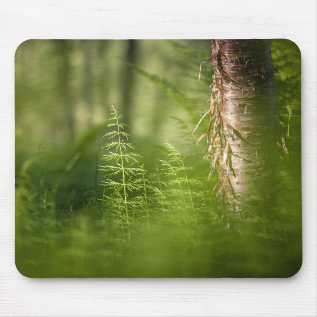 Grönt Horsetail Photo Musmatta (Framsidan)