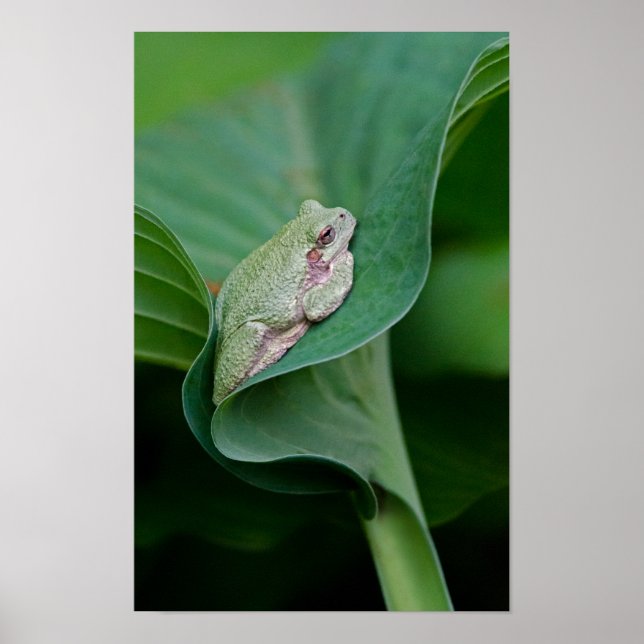 Grönt Hosta-blad och groda Poster (Framsidan)
