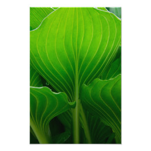 Grönt Hosta Löv Fototryck