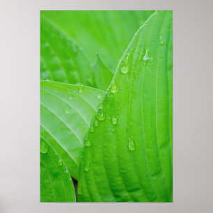 Grönt Hosta Löv och droplets Vatten Poster